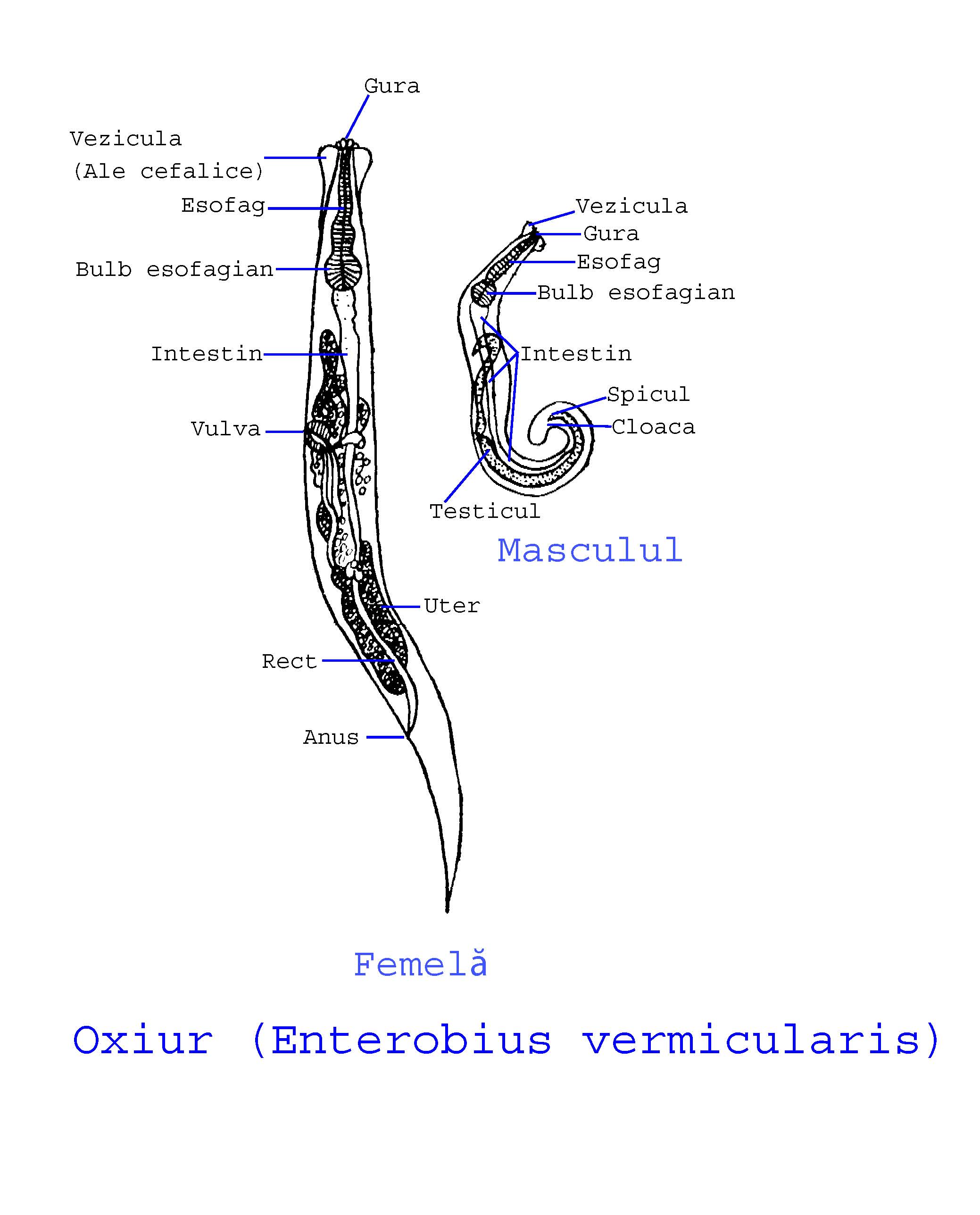 Pin en Paraziți - Enterobius vermicularis diagram