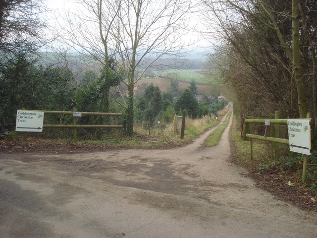 File:Entrance to Coddington Christmas Trees - geograph.org.uk - 636352.jpg