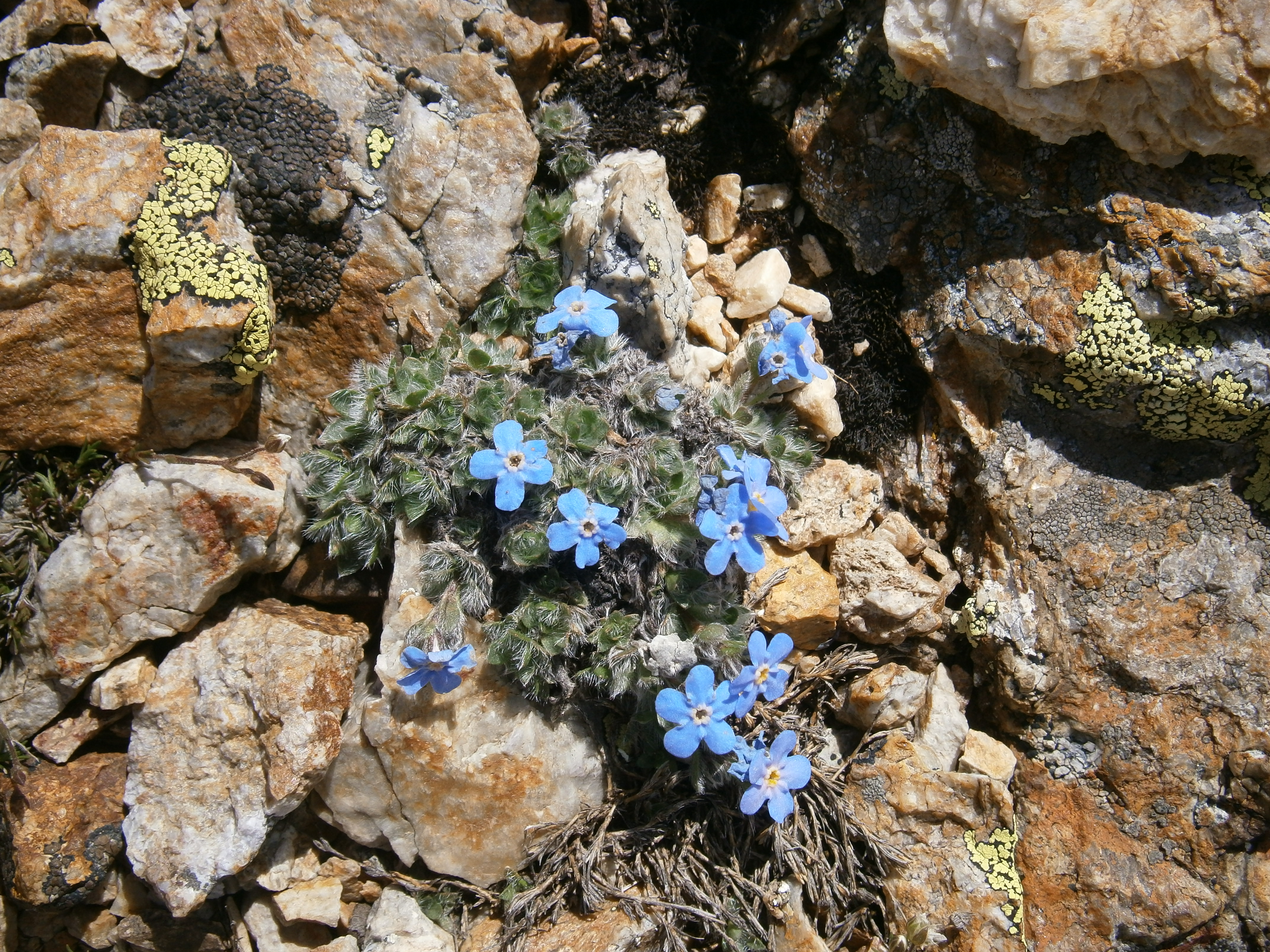 Alpine forget-me-not - Myosotis asiatica - Alaska Wildflowers