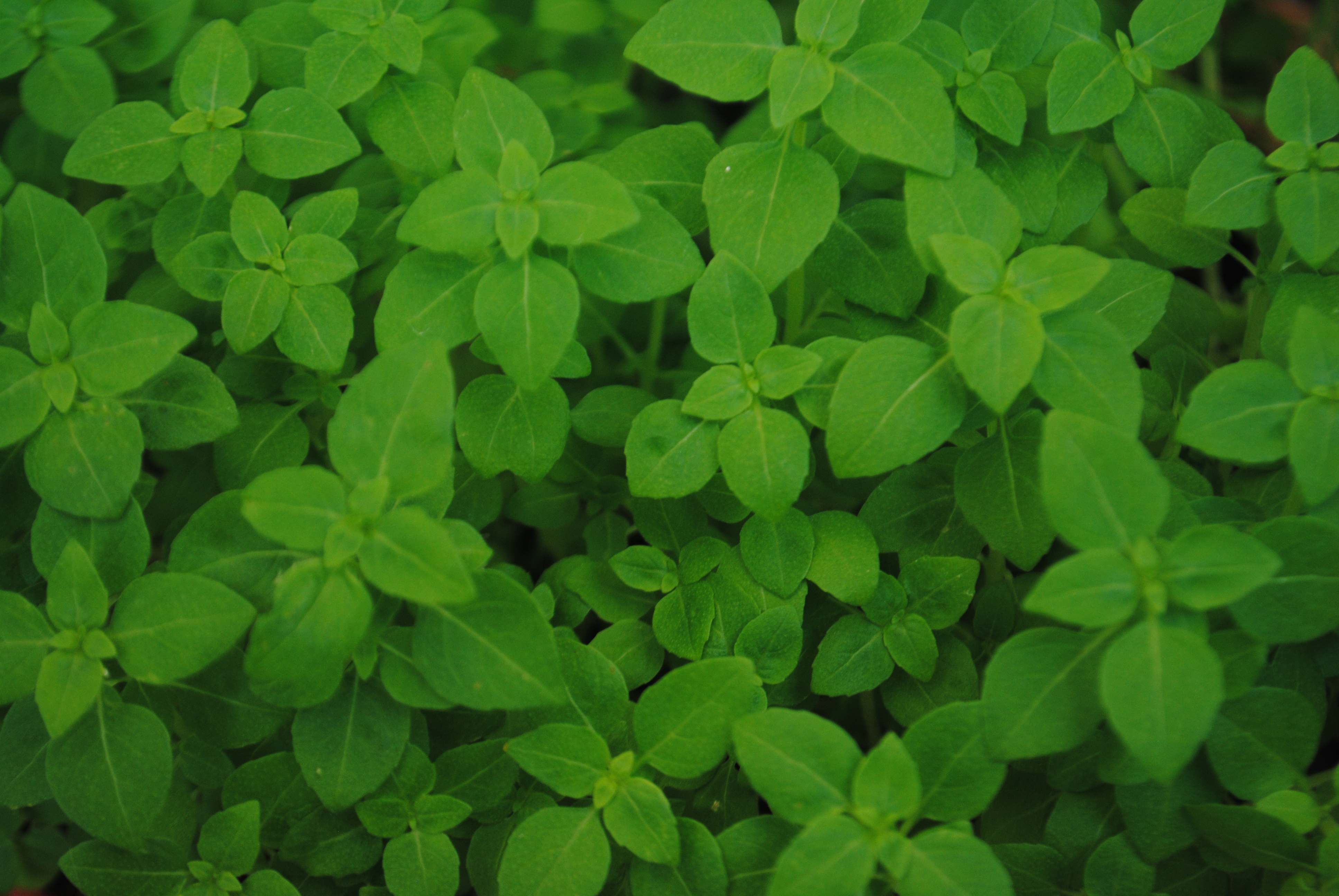 Базилик сканворд. Базилик текстура. Feslegen. Mavi feslegen чай. Ocimum basilicum crispum.