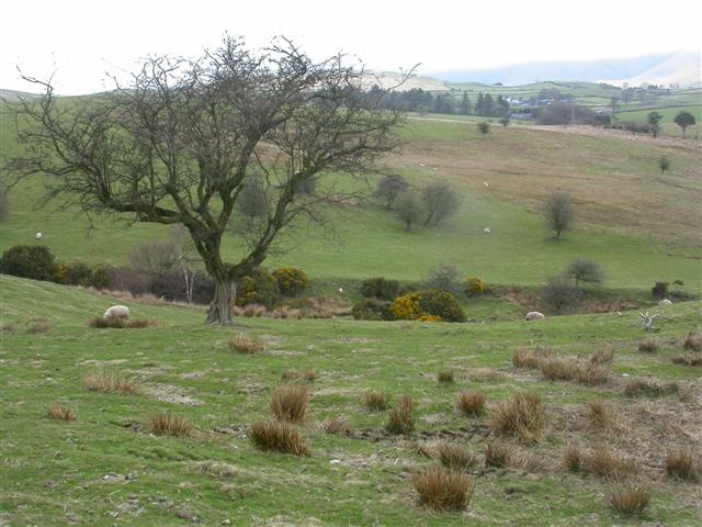 File:Field of sheep - geograph.org.uk - 155419.jpg