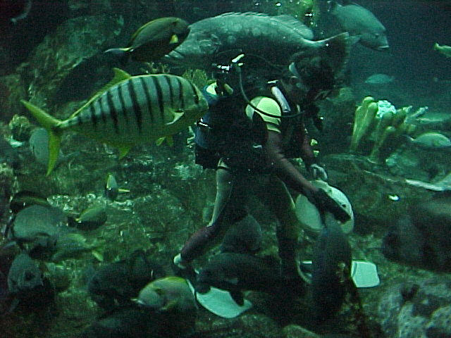 File:Fishes at ocean park.jpg