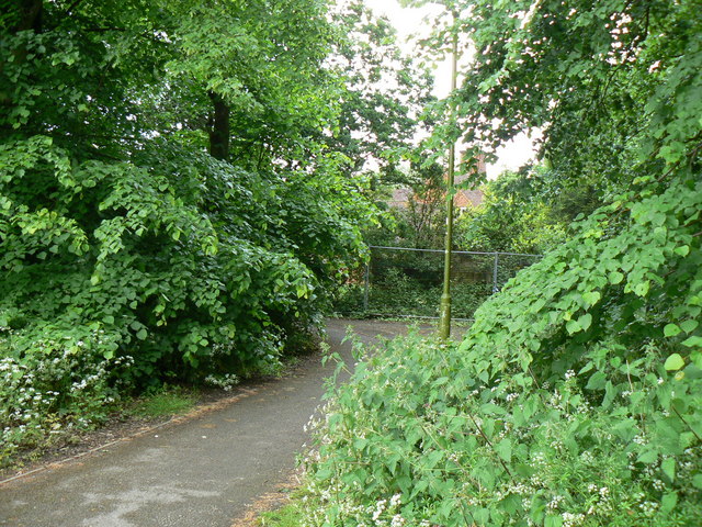 File:Footpath and Trees - geograph.org.uk - 843752.jpg