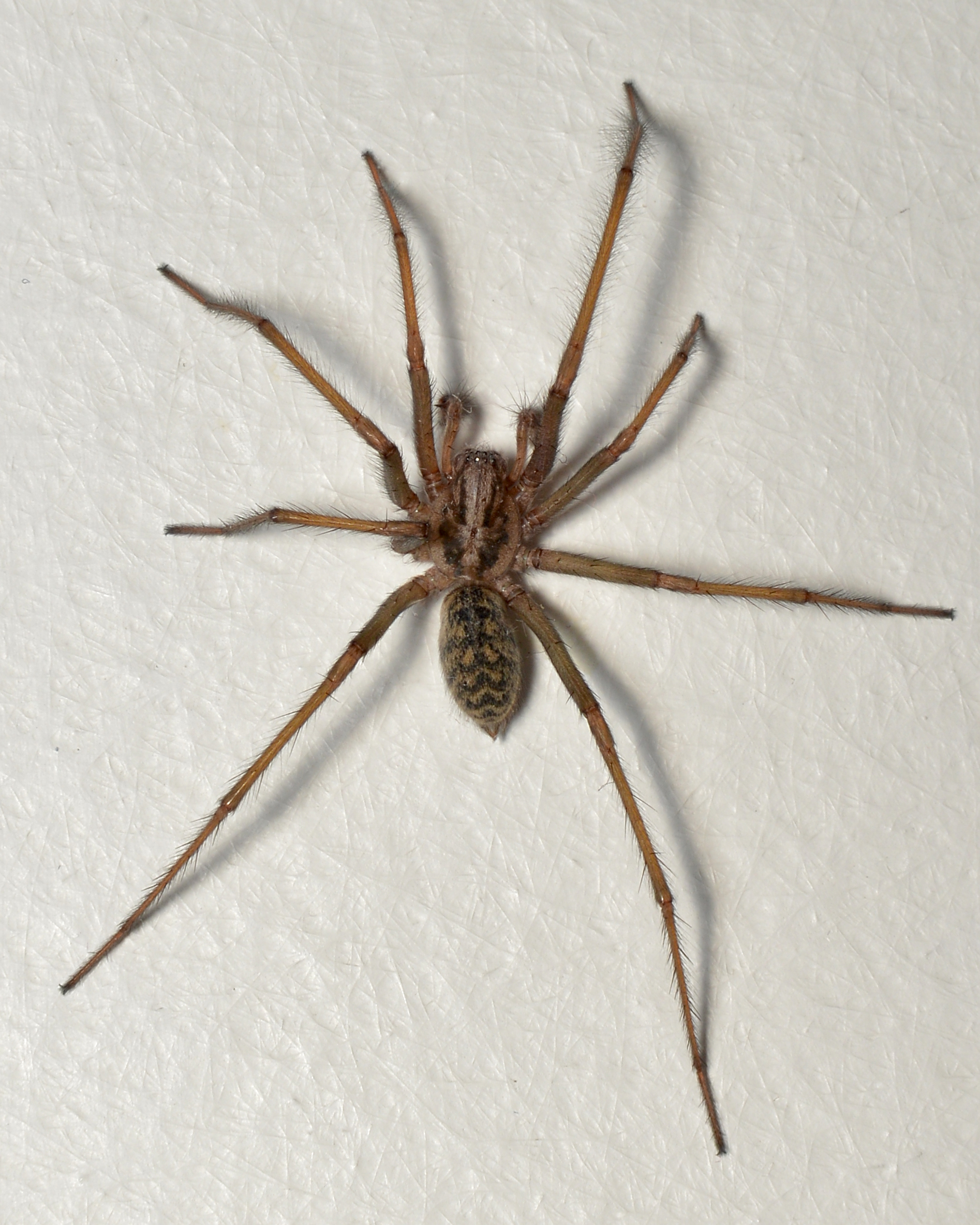 Giant house spider - Wikipedia