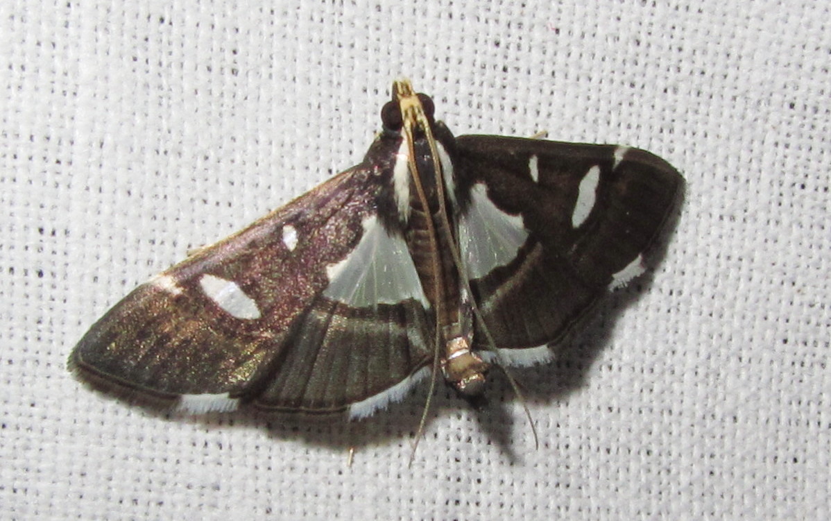 Glyphodes sp. (7211485400).jpg