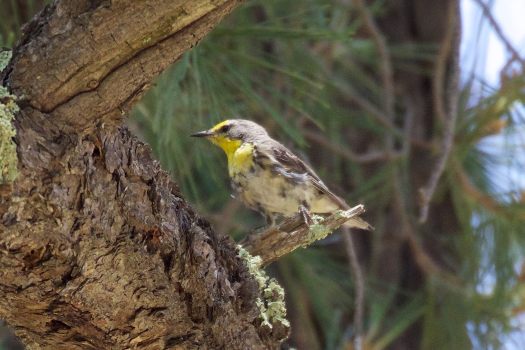 Grace's Warbler (female or immature) - South Fork - Cave Creek - AZ - 2015-07-24at12-46-52 (21449469638).jpg