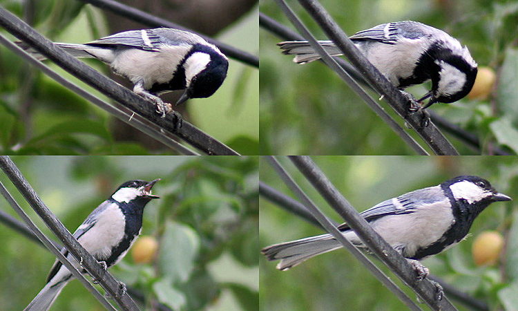 File:Great Tit C.jpg