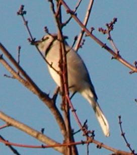 File:Grey blue jay.JPG