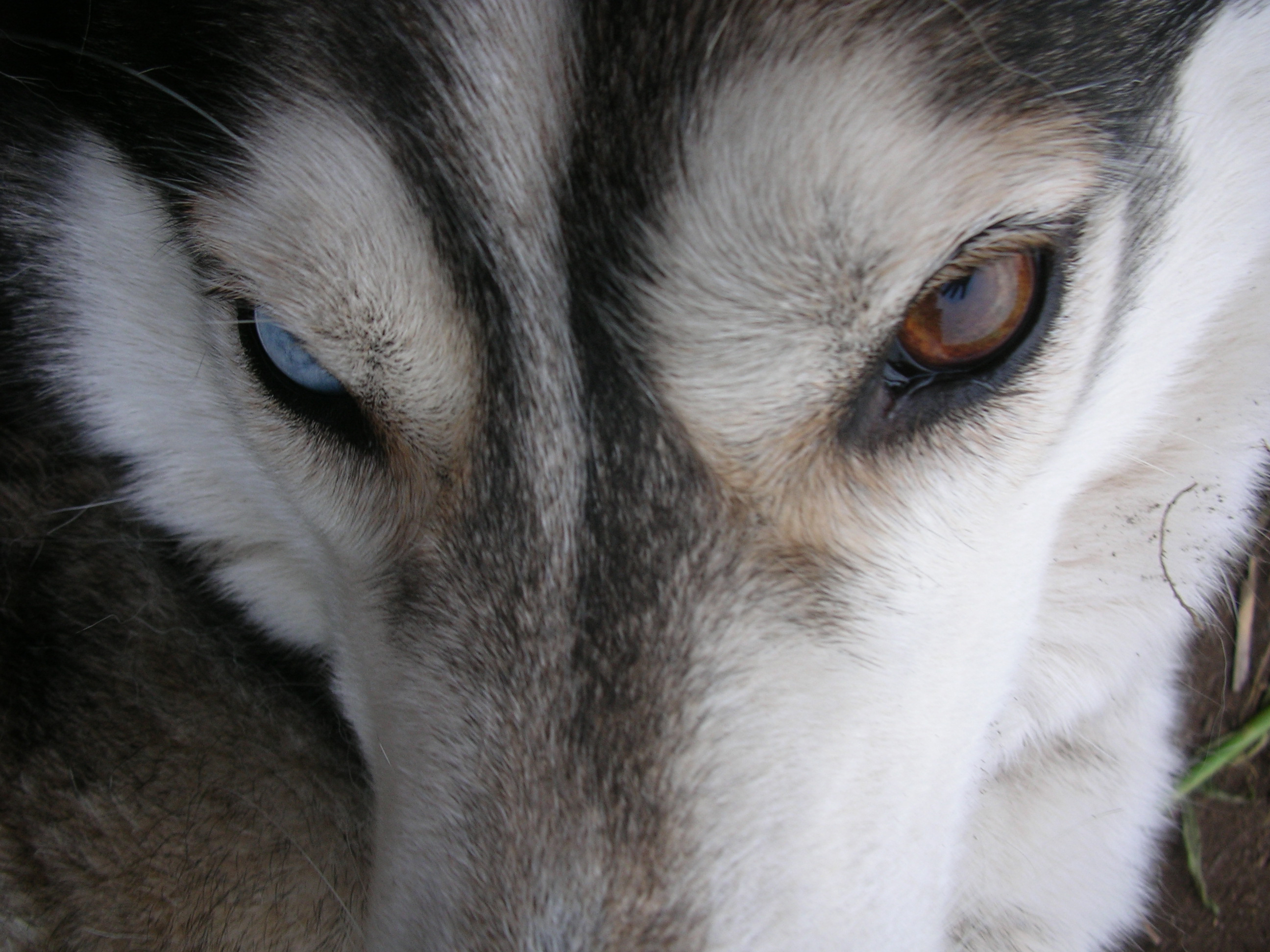 File Husky Close Wikimedia Commons