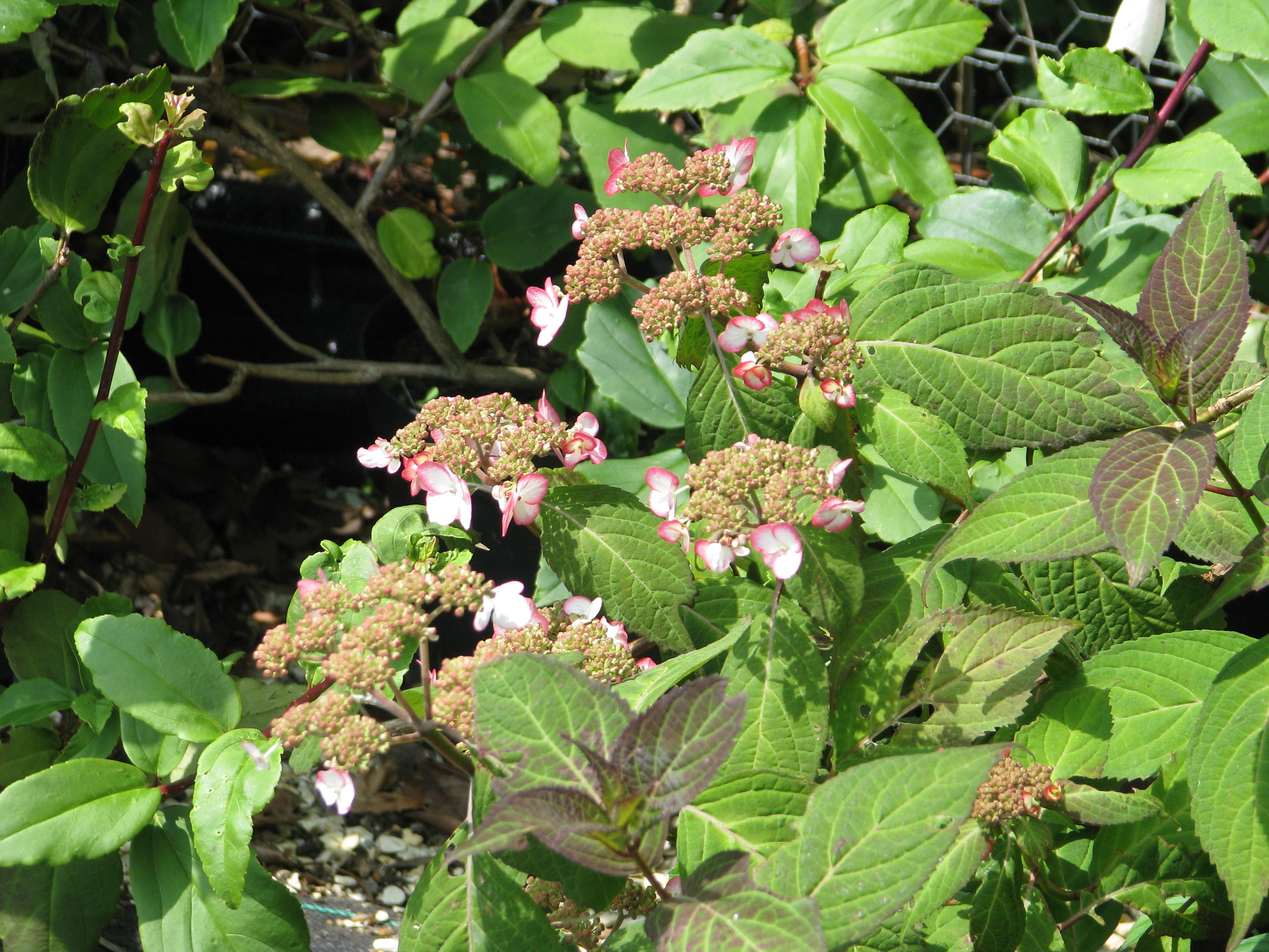 Hydrangea serratus Kiyo-sumi (14524896455).jpg