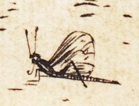 Insect in Durer's Holy Family with the Mayfly detail.jpg