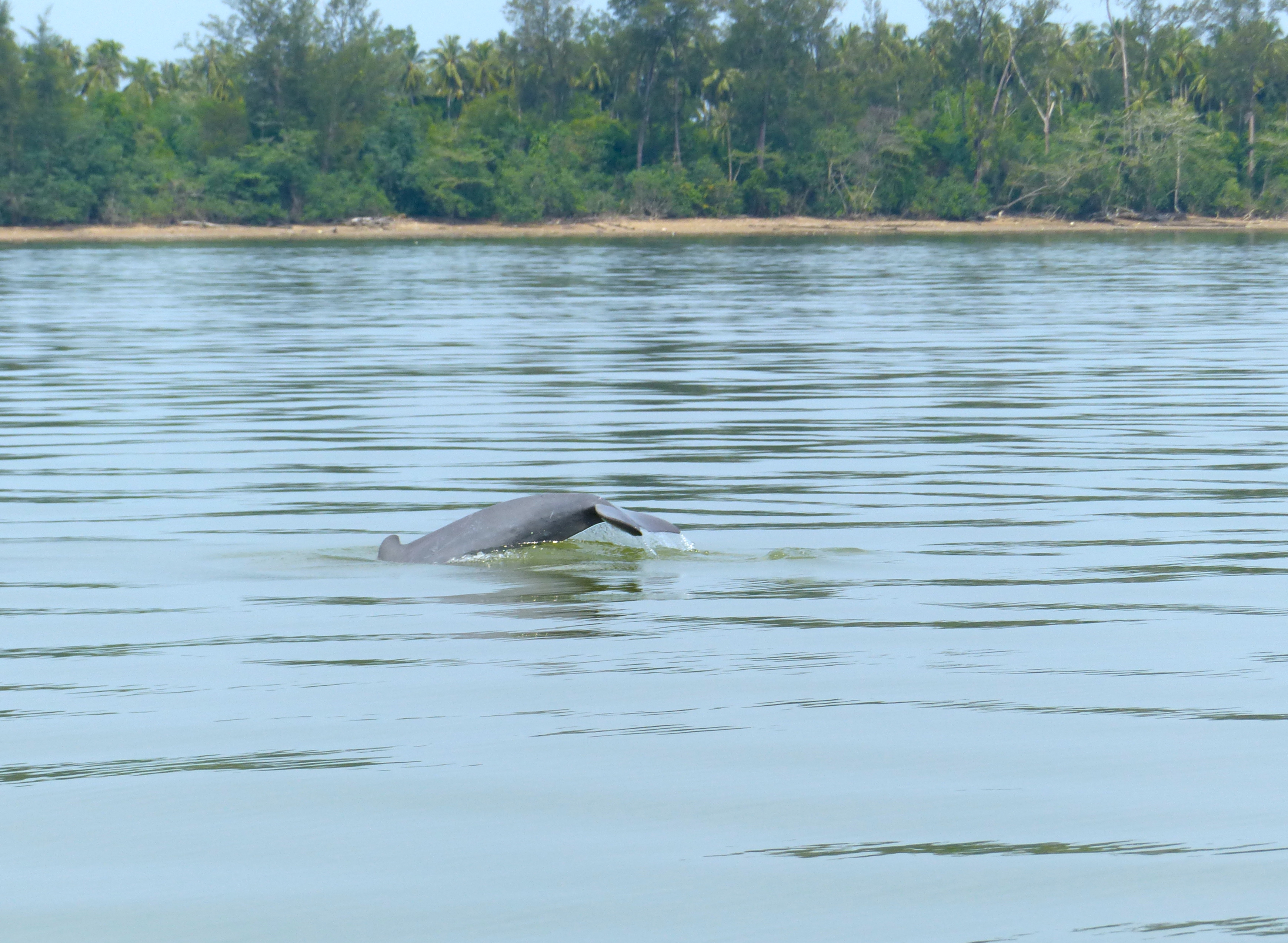 Irrawaddy Dolphin (Orcaella brevirostris) (15819619596).jpg