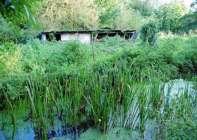 File:Itchen Marshes, Abbotts Barton - geograph.org.uk - 982096.jpg