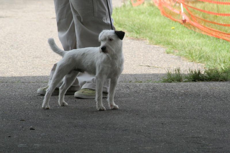 File:Jack Russell Terrier 2006-05-14.jpg