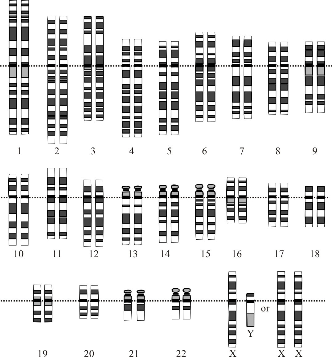 Human Genome Project Chart