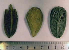 Pyrenes (seeds within endocarps) of the three species of Latania: left, L. verschaffeltii; middle, L. lontaroides; right, L. loddigesii Latania Pyrenes.jpg
