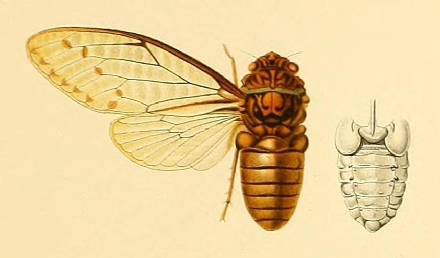 Leptopsaltria