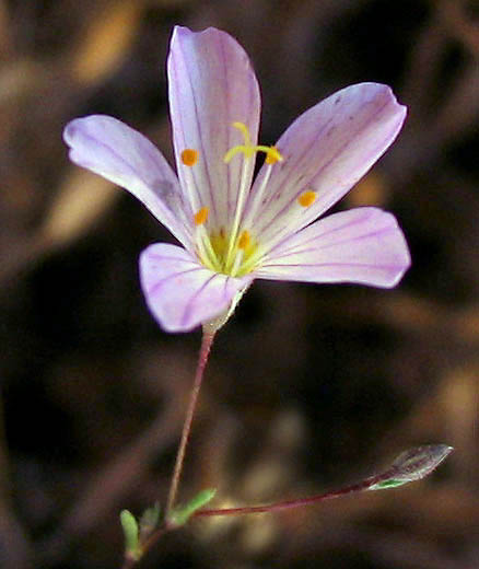 Leptosiphon liniflorus