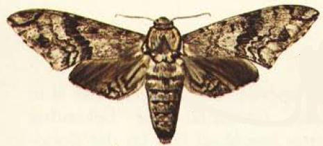 File:Macropoliana natalensis.JPG