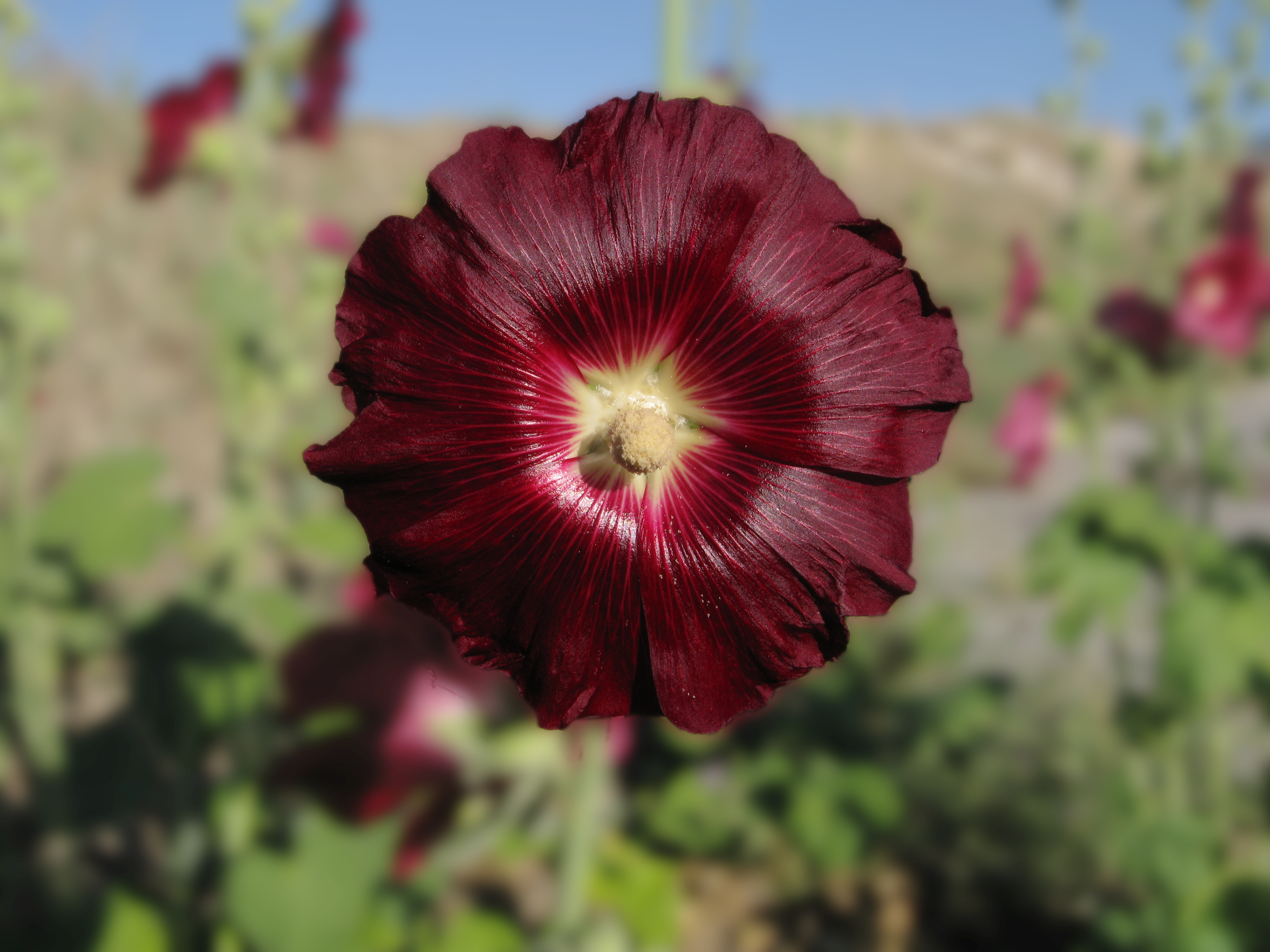 Alcea rosea 'Nigra' (Hollyhock)