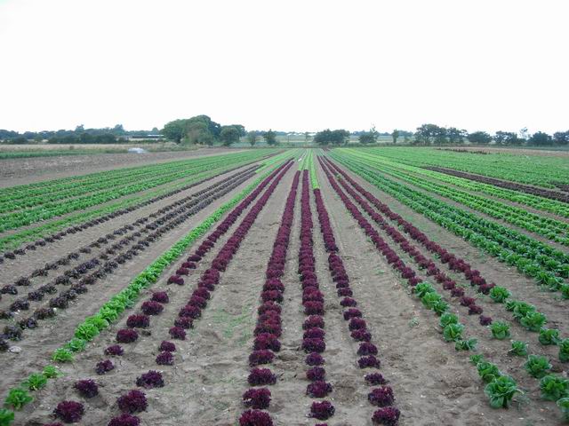 File Market Gardening Geograph Org Uk 225769 Jpg Wikimedia