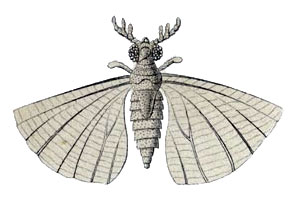 File:Mengea tertiaria.jpg