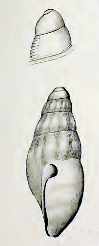 <i>Mitromorpha paula</i> Species of gastropod