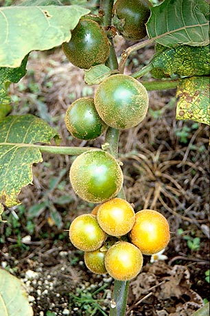 File:Naranjilla1.jpg