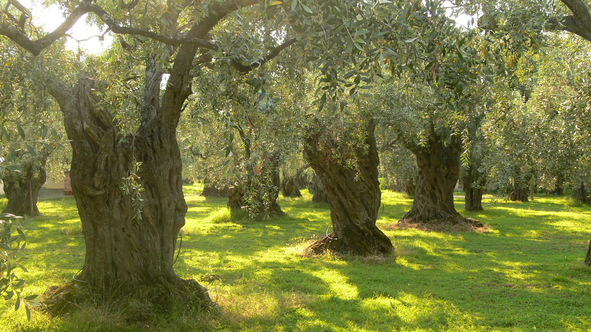 Increase guided tour revenue. A look at a guided olive grove tour in southern Portugal