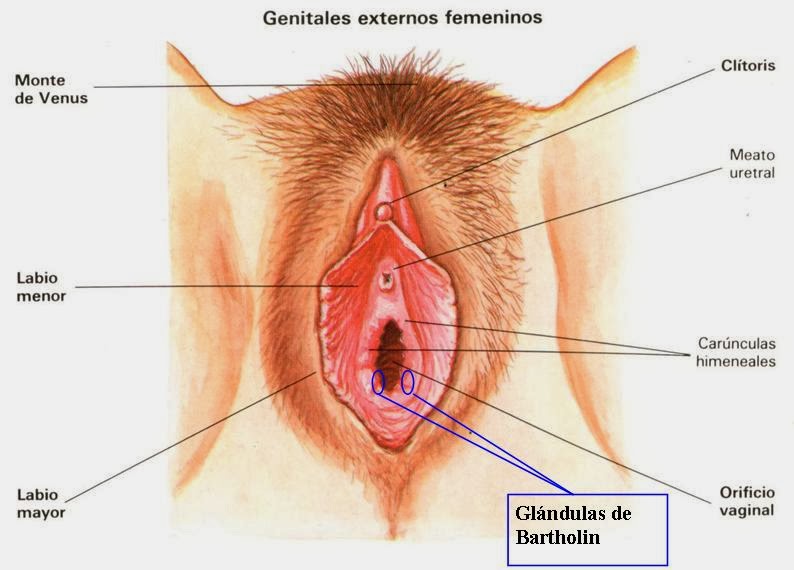 Cual es la vulva femenina