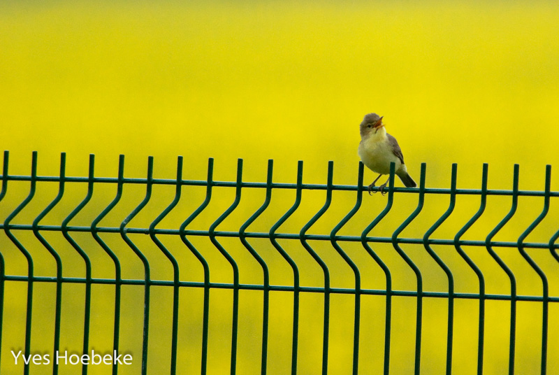 File:Orpheusspotvogel-2 (28030481904).jpg