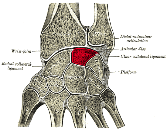 File:Ospoignet - Lunate bone.png