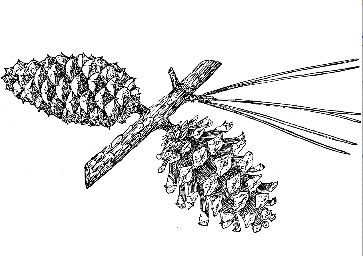 Женская шишка сосны первого года рисунок