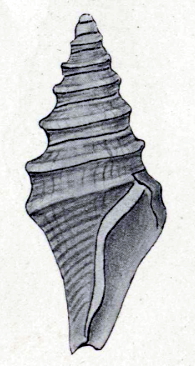 <i>Paracomitas protransenna</i> Extinct species of gastropod