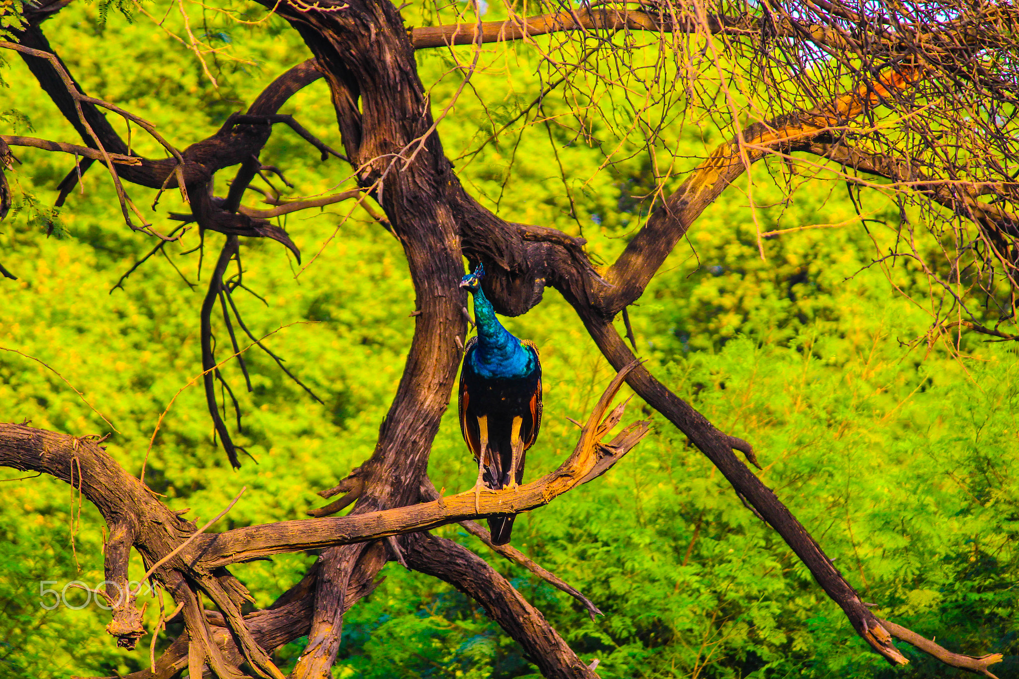 File:Ghi, pettingzoo (escaped peacock - not school pecock!)3.jpg -  Wikimedia Commons