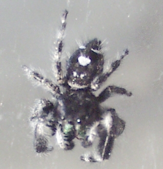 File:Phidippus workmani dorsal.jpg