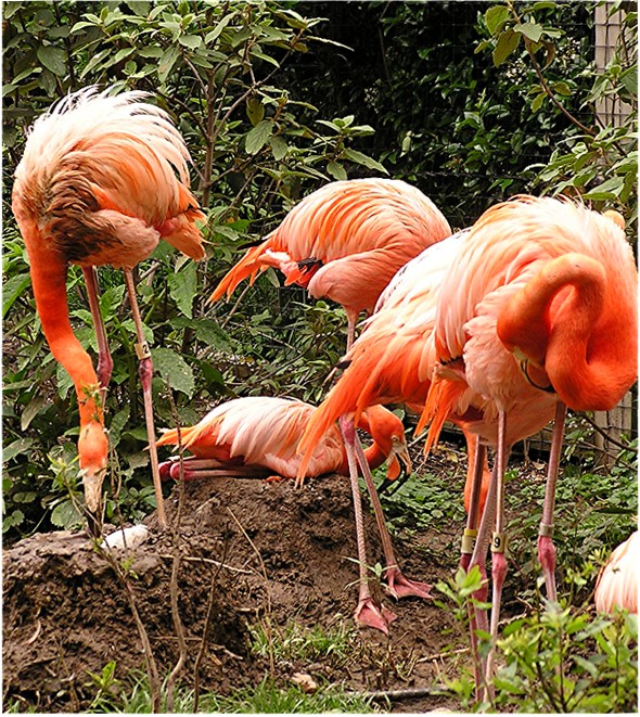 Bijdrage Frustrerend wiel Rode flamingo - Wikipedia