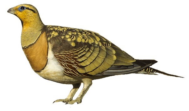 File:Pin-tailed sandgrouse (Pterocles alchata) white background (flipped).jpg