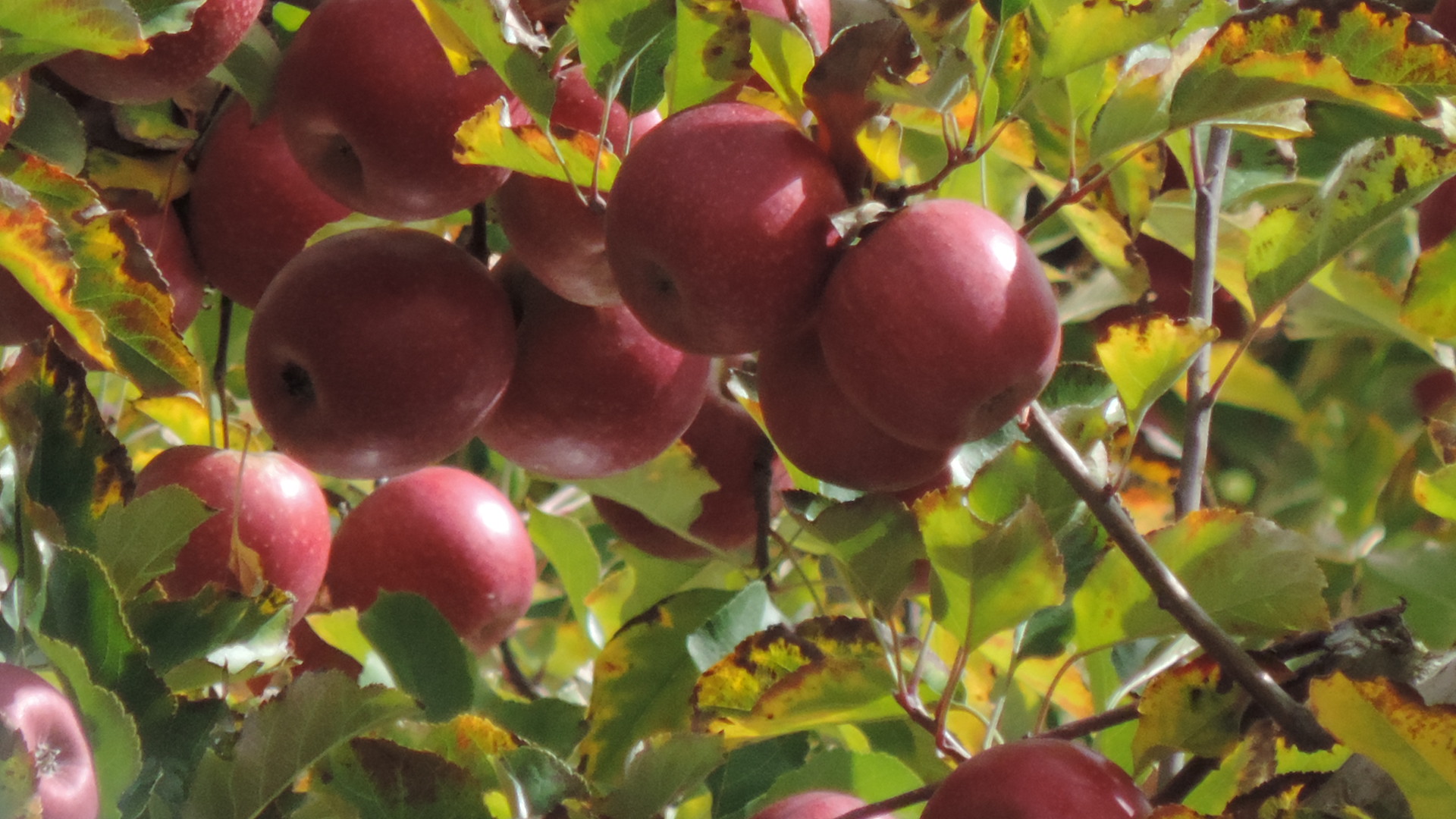 Cripps Pink Apple, Pink Lady Tree » Store » Tomorrow's Harvest by Burchell  Nursery