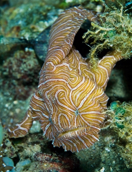 File:Psychedelic frogfish 08Am6A1b.jpg