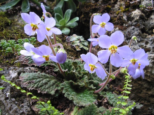 Ramonda myconi flower, from the Pyrenees