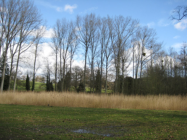 File:Reed bed, Eastnor Castle Lake - geograph.org.uk - 745489.jpg