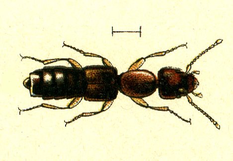 Scopaeus rubidus