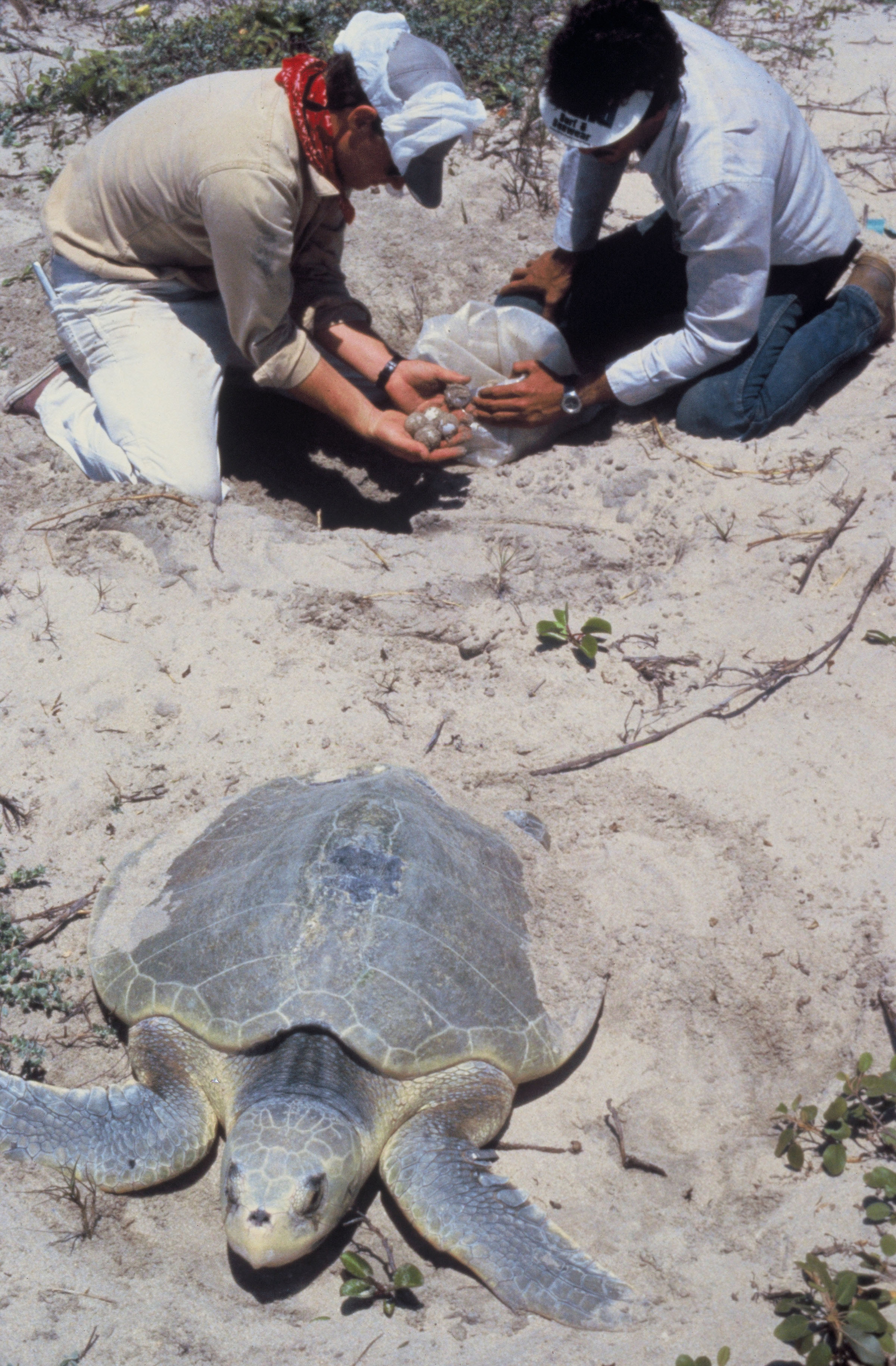 Olive Ridley Turtle