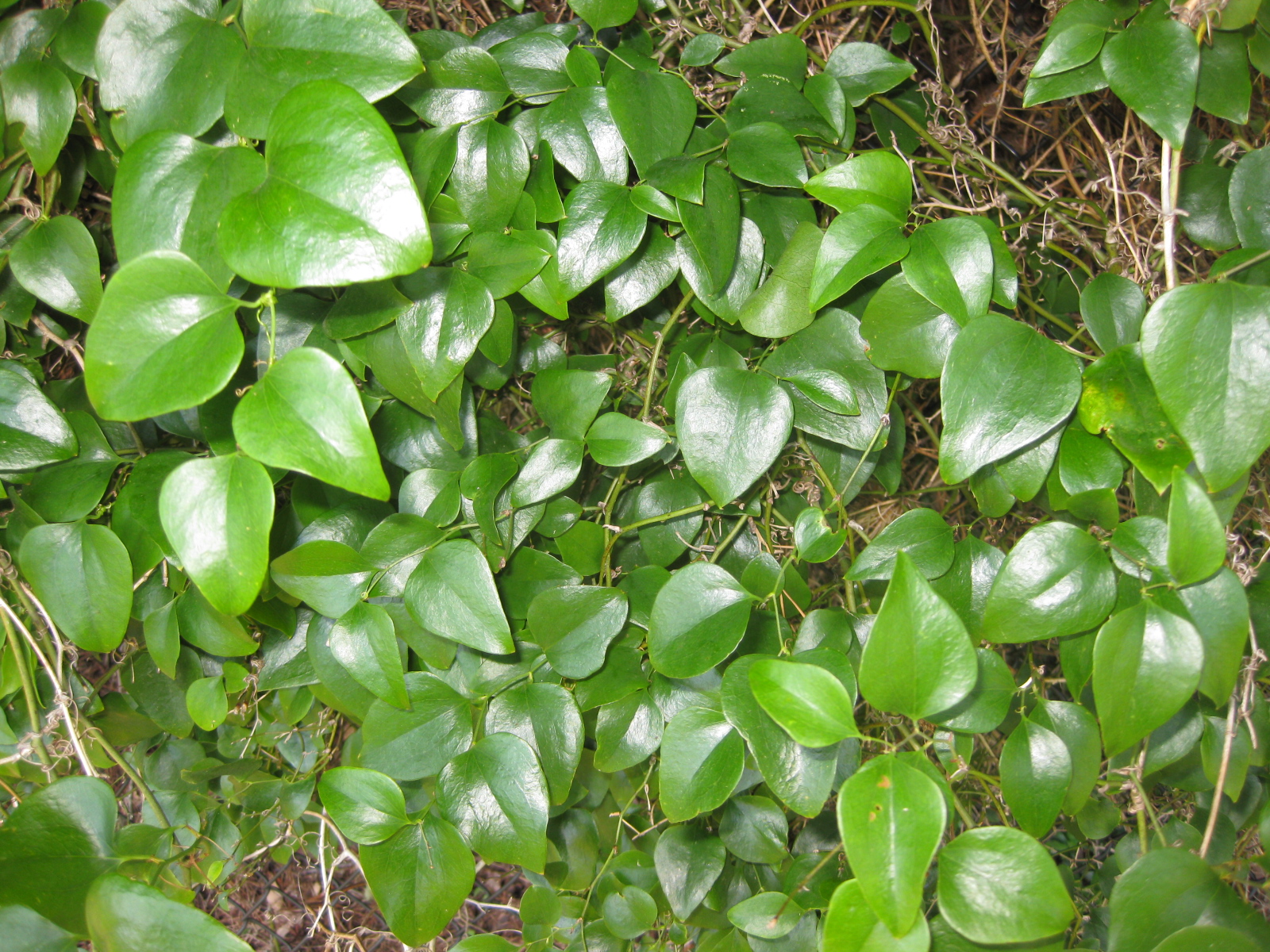 Smilax rotundifolia   Wikipedia