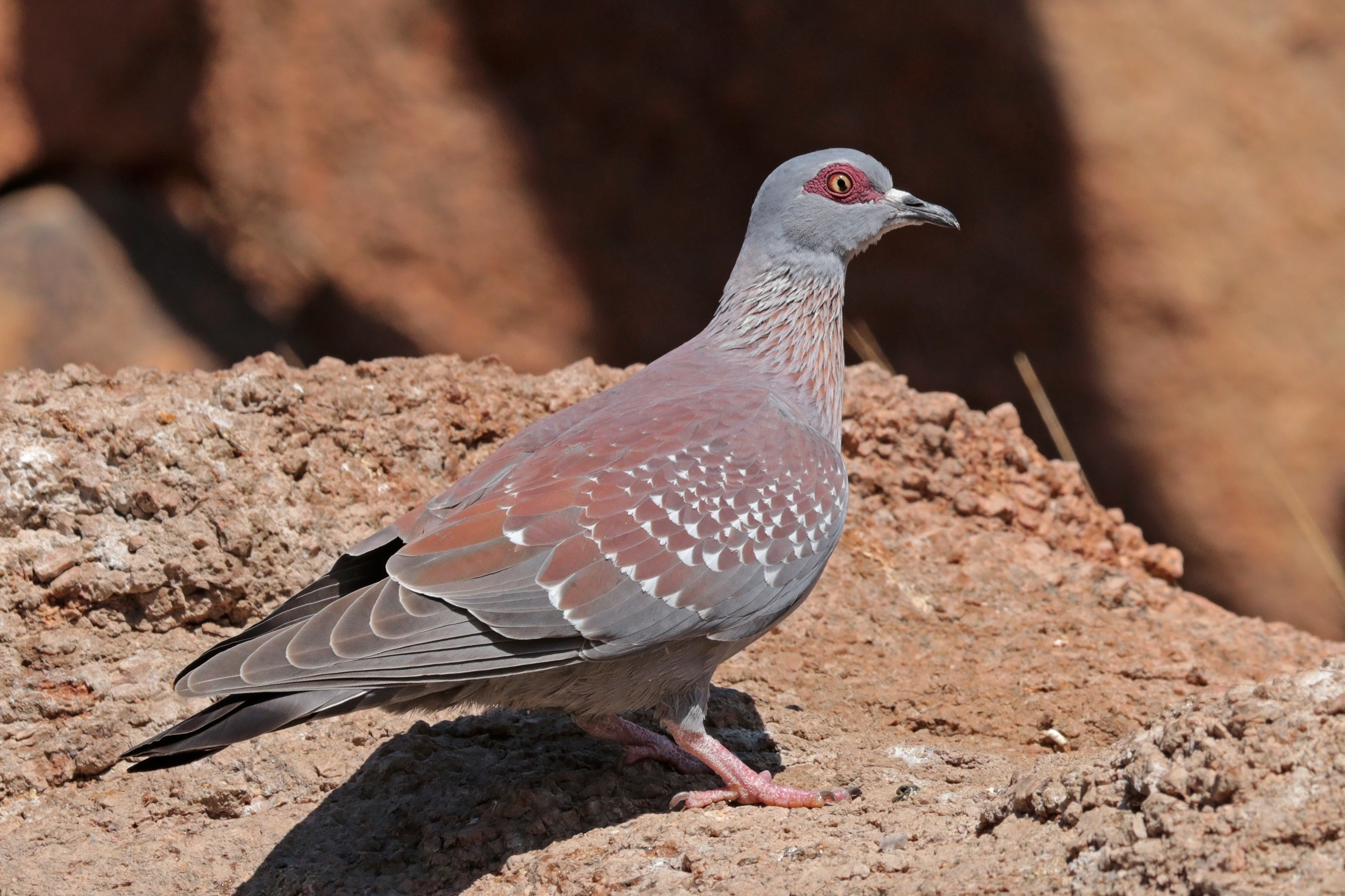 File:Speckled pigeon (Columba guinea bradfieldi).jpg - Wikipedia