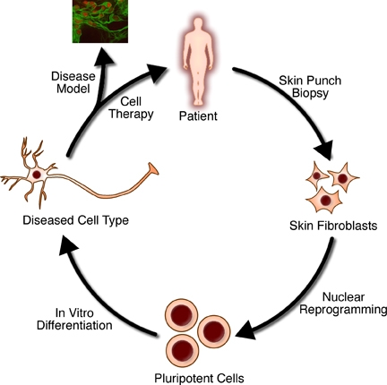 Scaffold Free 3D Cell Culture