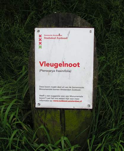 File:Vleugelnoot - Amsterdam2.JPG