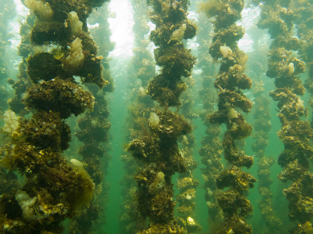 File Vue Sous Marine De Tables Ostreicoles De L Etang De Thau Jpg Wikimedia Commons