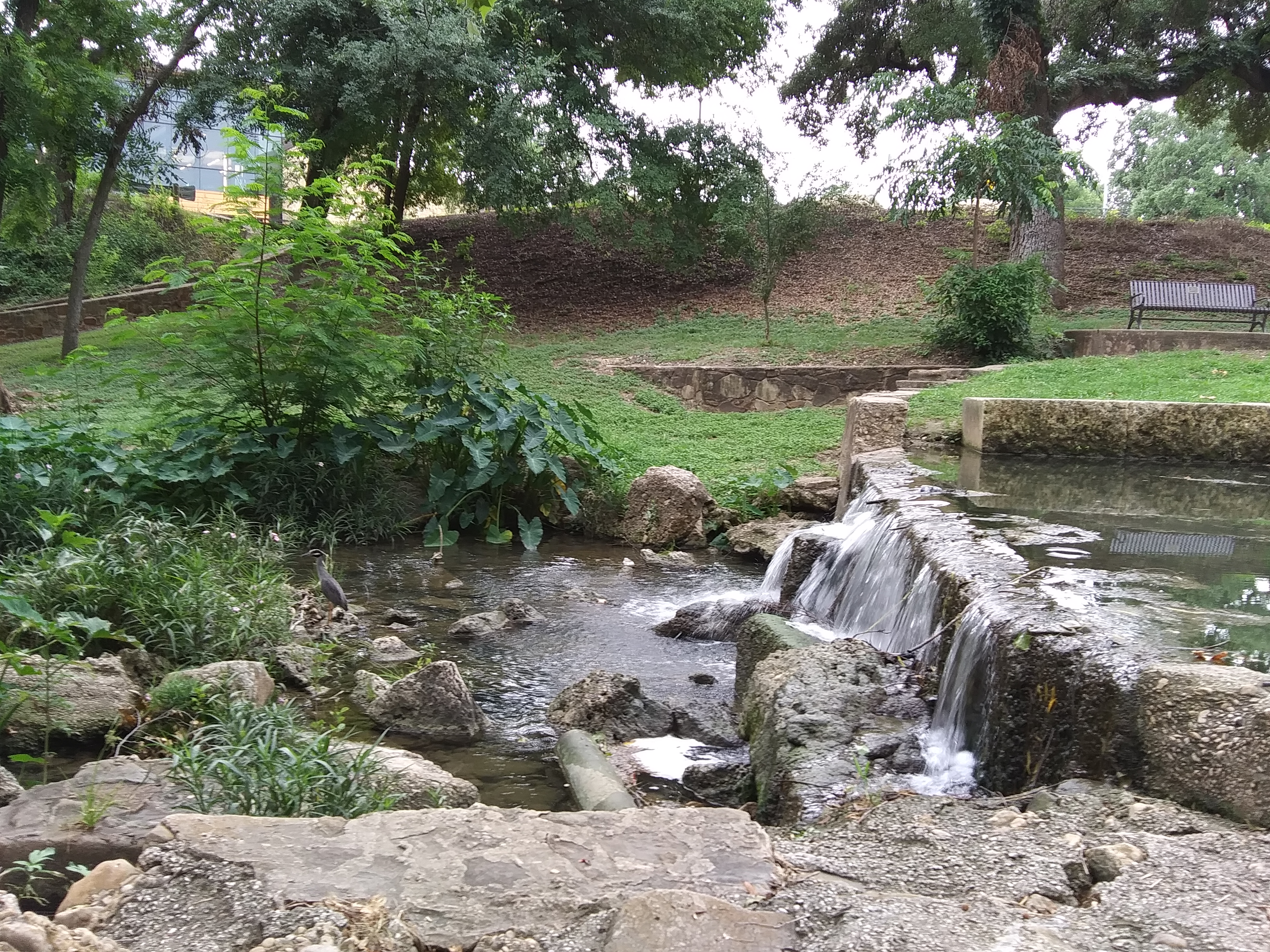 Small water fall at Walnut Springs Park, Seguin, Texas. Park designed by Robert H.H. Hugman architect for the WPA.